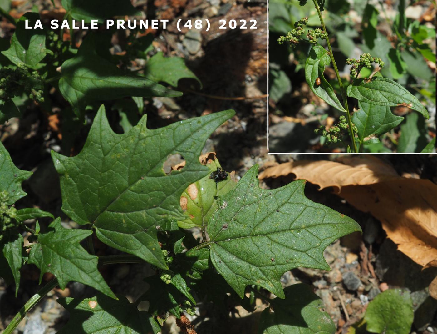 Goosefoot, Maple-leaved leaf